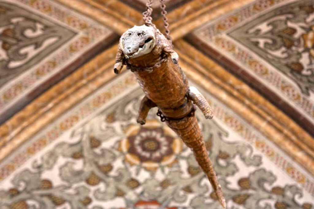Taxidermy in art: Embalmed crocodile, before 1534, Our Lady of the Graces Church, Mantova, Italy.