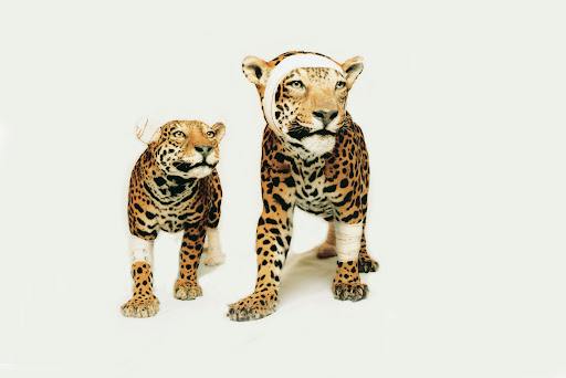 Taxidermy in art: Pascal Bernier, Jaguars, Accidents de chasse series, 1994-2000. Galerie Nardone.
